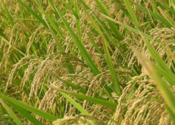 PM KUSUM Yojana implemented in State to provide irrigation facility to farmers