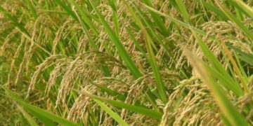 PM KUSUM Yojana implemented in State to provide irrigation facility to farmers