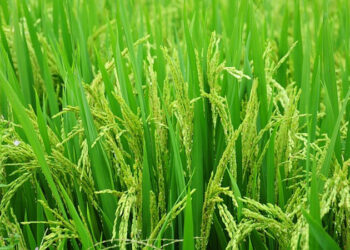 Over 76 lakh tonnes paddy procured so far: Agriculture Ministry