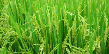 Over 76 lakh tonnes paddy procured so far: Agriculture Ministry