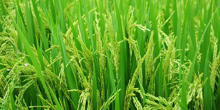Over 76 lakh tonnes paddy procured so far: Agriculture Ministry