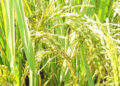 Paddy procurement during current Kharif season goes up by over 20%