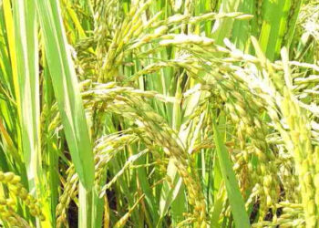 Paddy procurement during current Kharif season goes up by over 20%