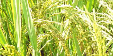 Paddy procurement during current Kharif season goes up by over 20%