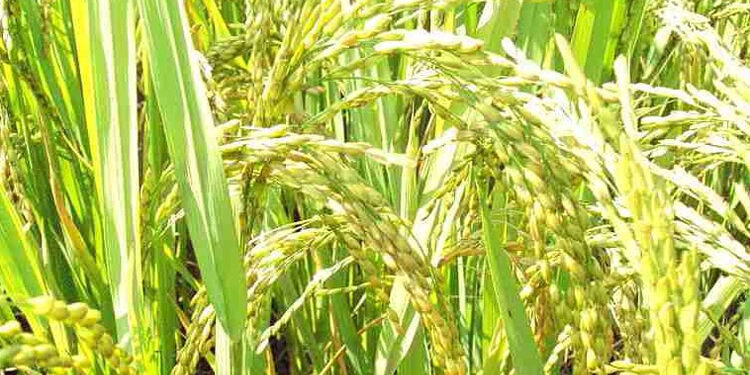 Paddy procurement during current Kharif season goes up by over 20%