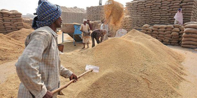 RECORD ARRIVAL OF 13 LAKH QUINTAL COTTON IN STATE MANDIS SO FAR, 100 PERCENT PROCURED