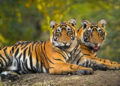 Delhi zoo gets Bengal tigress from Kanpur for breeding
