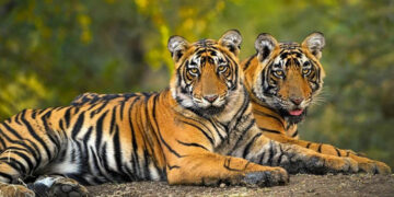 Delhi zoo gets Bengal tigress from Kanpur for breeding